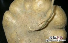 地瓜不能和什么一起吃辅食 地瓜不能和什么一起吃