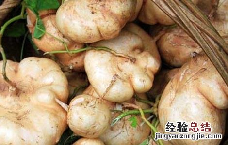 地瓜不能和什么一起吃辅食 地瓜不能和什么一起吃