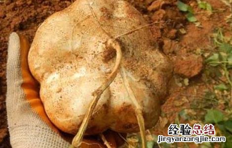 地瓜和香蕉能一起吃吗早餐 地瓜和香蕉能一起吃吗