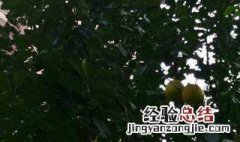 小区绿化树有哪些种类 小区绿化树有哪些种类的