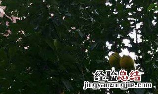 小区绿化树有哪些种类 小区绿化树有哪些种类的