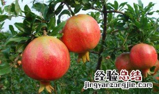 屋前空地种啥果树好 种这些一年四季不愁吃水果