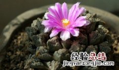 龟甲牡丹的养殖方法和注意事项 龟甲牡丹怎么繁殖