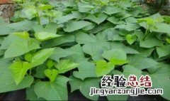 红薯叶子怎么吃法 红薯的叶子怎么吃