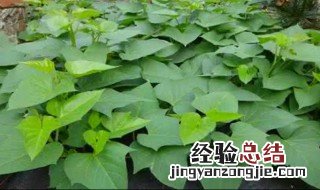 红薯叶子怎么吃法 红薯的叶子怎么吃