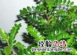驱蚊植物有哪些:12种常见的驱蚊植物 驱蚊植物有哪些