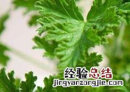 驱蚊植物有哪些:12种常见的驱蚊植物 驱蚊植物有哪些