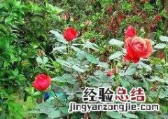 玫瑰花摘下来怎么保存 玫瑰花摘下来怎么保存最好