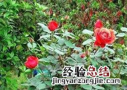 玫瑰花摘下来怎么保存 玫瑰花摘下来怎么保存最好