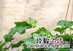 常春藤怎么养长得快 常春藤怎么养长得快
