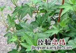 常春藤怎么养长得快 常春藤怎么养长得快