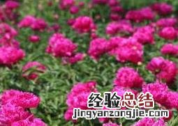 盆栽牡丹花怎么养 盆栽牡丹花怎么养才能长好
