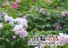 盆栽牡丹花怎么养 盆栽牡丹花怎么养才能长好