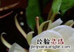 昙花摘下来可以放多久 昙花摘下来如何保存
