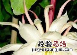 昙花摘下来可以放多久 昙花摘下来如何保存