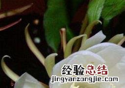 昙花摘下来可以放多久 昙花摘下来如何保存