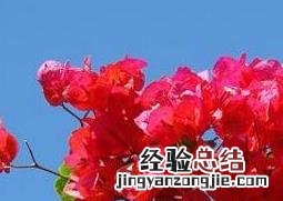三角梅的修剪方法和注意事项 三角梅的修剪方法