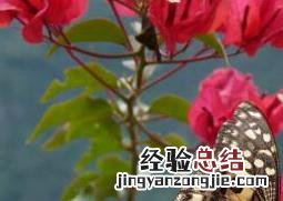 三角梅的修剪方法和注意事项 三角梅的修剪方法