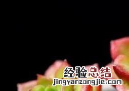 蒂亚多肉怎么养护 蒂亚多肉怎么养