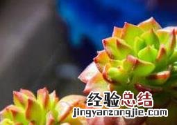 蒂亚多肉怎么养护 蒂亚多肉怎么养