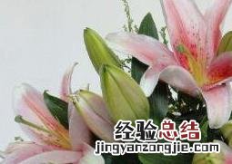 百合花的功效与作用 百合花的功效与作用泡水喝的功效
