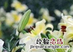 百合花的功效与作用 百合花的功效与作用泡水喝的功效