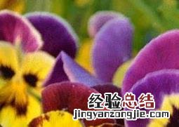 大型三色堇图片 三色堇图片