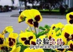 大型三色堇图片 三色堇图片