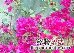 三角梅的养殖方法技巧 三角梅的养殖方法