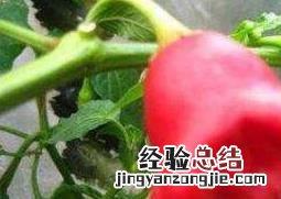 风铃椒什么时候种好 风铃辣椒什么时候种好