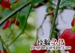 风铃椒什么时候种好 风铃辣椒什么时候种好