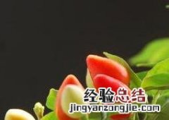 五彩椒什么时候播种最好 五彩椒什么时候播种