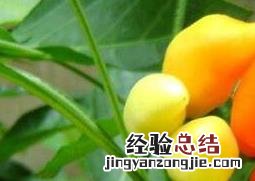五彩椒什么时候播种最好 五彩椒什么时候播种