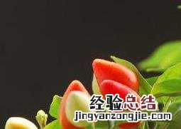 五彩椒什么时候播种最好 五彩椒什么时候播种