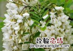 槐花的功效与作用及食用方法 槐花的功效与作用