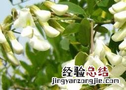 槐花的功效与作用及食用方法 槐花的功效与作用