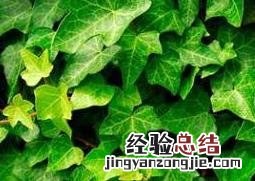 金边常春藤怎么养 常春藤怎么养