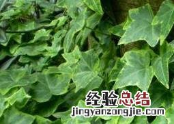 金边常春藤怎么养 常春藤怎么养