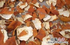 孕妇能吃陈皮吗 孕妇能吃陈皮吗 初期