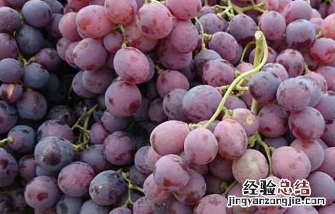 急性肾炎可以吃提子吗 肾炎能吃提子吗