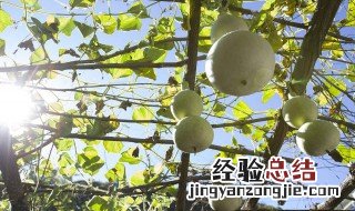 葫芦是啥样的 葫芦是什么样子的啊