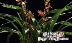 墨兰的养殖方法和注意事项 盆栽 墨兰的养殖方法