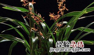 墨兰的养殖方法和注意事项 盆栽 墨兰的养殖方法