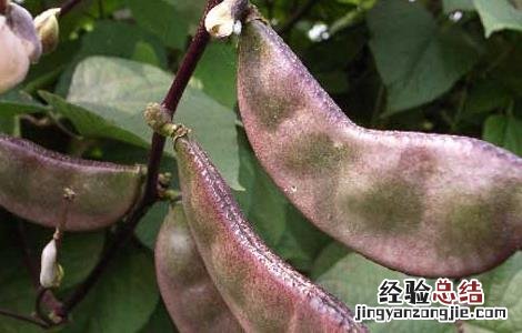 孕妇可以吃扁豆吗晚期 孕妇可以吃扁豆吗