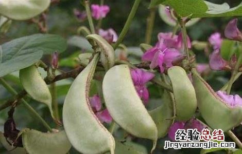 孕妇可以吃扁豆吗晚期 孕妇可以吃扁豆吗