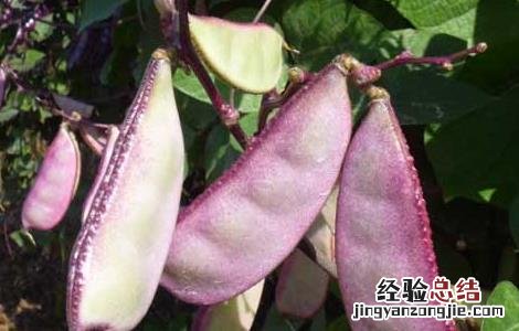 孕妇可以吃扁豆吗晚期 孕妇可以吃扁豆吗