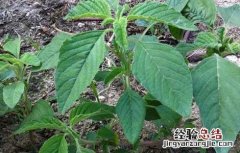 野苋菜孕妇能吃吗早期 野苋菜孕妇能吃吗