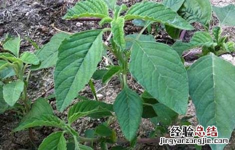 野苋菜孕妇能吃吗早期 野苋菜孕妇能吃吗