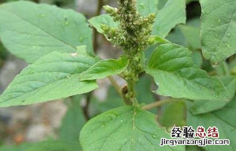 野苋菜孕妇能吃吗早期 野苋菜孕妇能吃吗