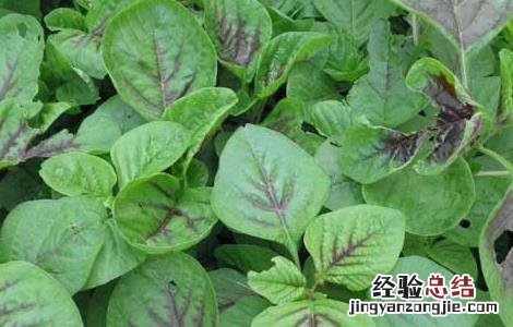 野苋菜孕妇能吃吗早期 野苋菜孕妇能吃吗